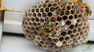 Where Do Wasps Nest?