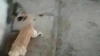 Cão muito feroz