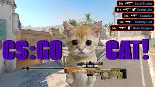 Are you serious right Meow? (CS:GO Cat Montage)