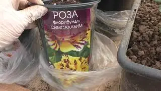 Уход за розами в конце марта: подкормки, обрезка и формирование