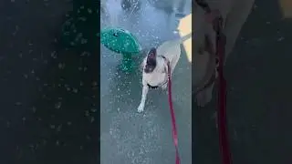 Labrador had a blast at the splash pad #splashmountain #labrador #dog #splashpad #cutedog #funny