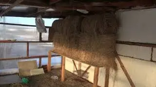 Начинаю строить голубятню.