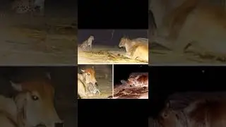 Viral A Leopard And A Cow #shortsvideo #animals #inspiration #inspirational #story