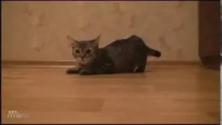 Cамый Быстрый Кот В Мире! Прикол Про Кота!  Ржака!  Со Звуком!!! Смотреть Всем!!!
