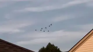 Canadian Geese Formation & Takeoff after See Deer