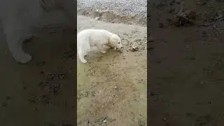гола дней собаки 🐕