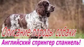 Английский спрингер спаниель описание породы!