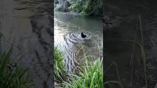 Собаке захотелось покупаться