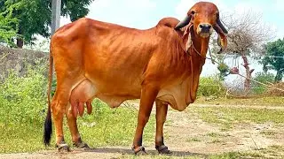 👌गुजरात की #गीरगाय !! Gujrat #GirCow Top Quality (VIKAS....9928787671)