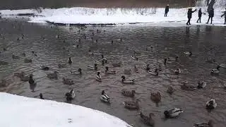 Утики🦆🦆🦆