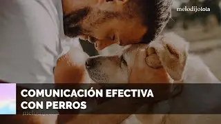 La ciencia lo confirma: Hablarle a tu perro como a un bebé tiene beneficios