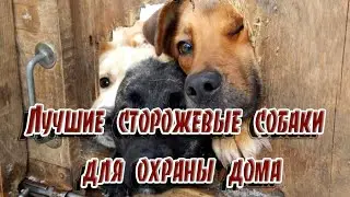 ➤ Лучшие сторожевые собаки для охраны дома ➤ СОБАКИ ДЛЯ ОХРАНЫ ➤ ЛУЧШИЕ СОБАКИ ДЛЯ ЗАЩИТЫ