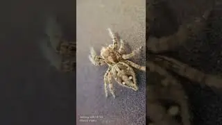 S20 FE 5G Macro Video