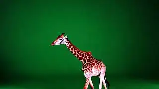 Giraffe green screen || Giraffe video effect
