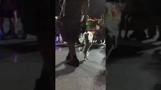 Танцующая собачка на 2-х лапках.....Очень прикольно