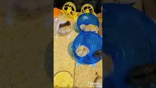джунгарские хомяки #viral #cute #funnyvideo