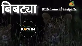 बिबट्या l रात्रीचा शिकारी l वाघ #leapard #mammals #wildlife #100m  #hunting