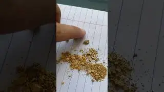 Доминикана / Dominican Channel/ Gold