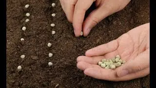 Посевной календарь на апрель 2018