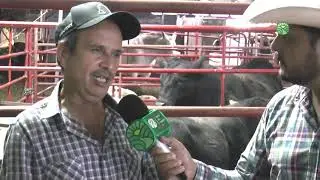 Ganado Angus 🐂