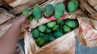 MANGGA HARUMANIS KWALITAS ISTIMEWA HARGA BERSAHABAT #kamilbuah