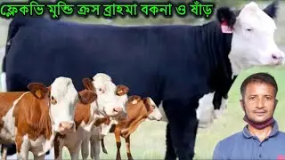 ফ্লেকভি মুন্ডি ক্রস ব্রাহমা বকনা ও ষাঁড় বাছুরের সুপারহিট কালেকশন | Lalon Dairy Farm |