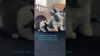 Animals Reacting To Their Plushie Twins | MyPetsies©
