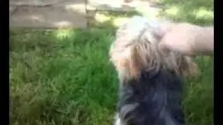 My dog Teddy biting the air XD