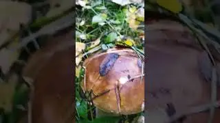 Грибы завели,и заблудился.