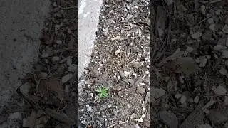 These ants are carrying a big piece of chicken food 😄