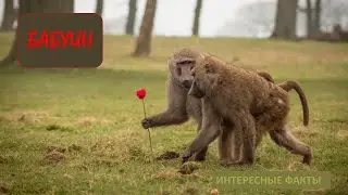 БАБУИН🐒/Животные life/Приматы/Животные/Интересные факты