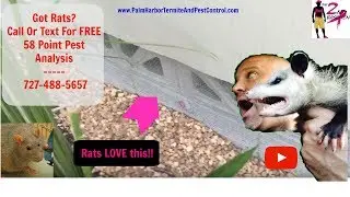 How To Trap Rats In Palm Harbor, FL