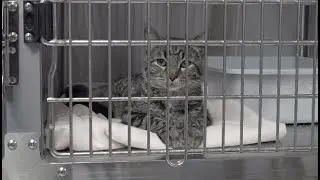 Jordan's Way to stop in Nebraska for two animal shelter fundraisers Thursday