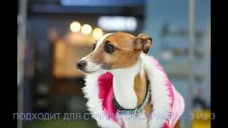 ЛЕВРЕТКА