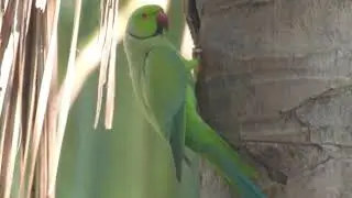 Parakeet / પોપટ