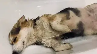 Корги моется