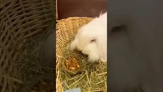 у нас очень много кроликов 🐰❤️ 