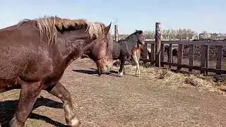 Вишня встретилась с жеребцом