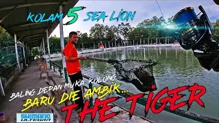 🔵Kolam 5 Sea Lion | Mancing kolam air masin ,Shimano Ultegra 2021