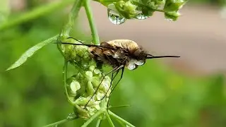 Gewone wolzwever, in en na de regen :)