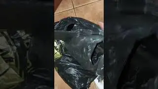 КАК ЛЕГКО ЗАМАНИТЬ КОТА В ПАКЕТ #жизнькота #cat #приколыскотами #kitten
