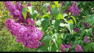 Lilac Tincture Recipe (Burdock Root + Dandelion Root) / Very Good for Joints