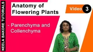 Parenchyma and Collenchyma Tissue | Simple Permanent Tissue | NEET & Class XI Board | Neela Bakore