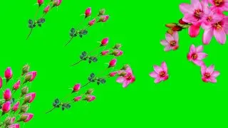 Green screen flower effect hd (green vfx )free download