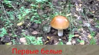 Первые грибы 2014