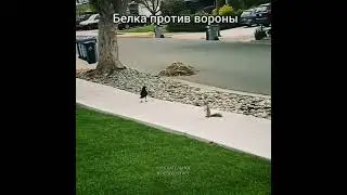 Белка против вороны