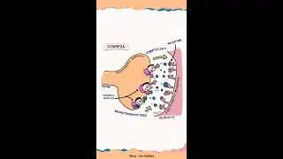 The synapse | Human Nervous System | Science Art | Cartoon guide to Science | Brar Scribbles
