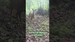 İstanbul da #fotokapan Görüntüleri #deer #omerliyabanhayati #wildlife