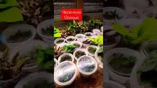 Осеннее черенкование 