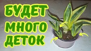 Сансевиерия РАЗМНОЖЕНИЕ 